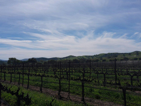 Firestone Vineyard-洛斯奥利沃斯必去景点