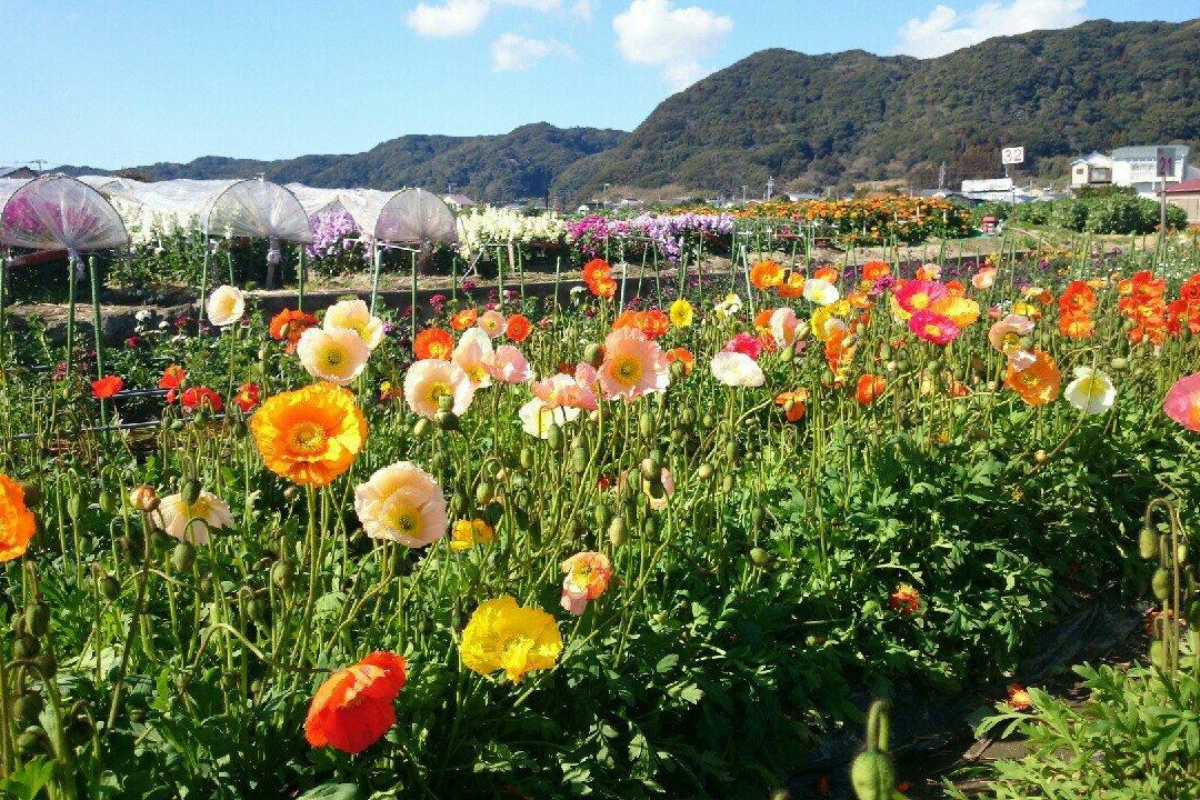Flower Fields of Chikura-cho-南房总市必去景点