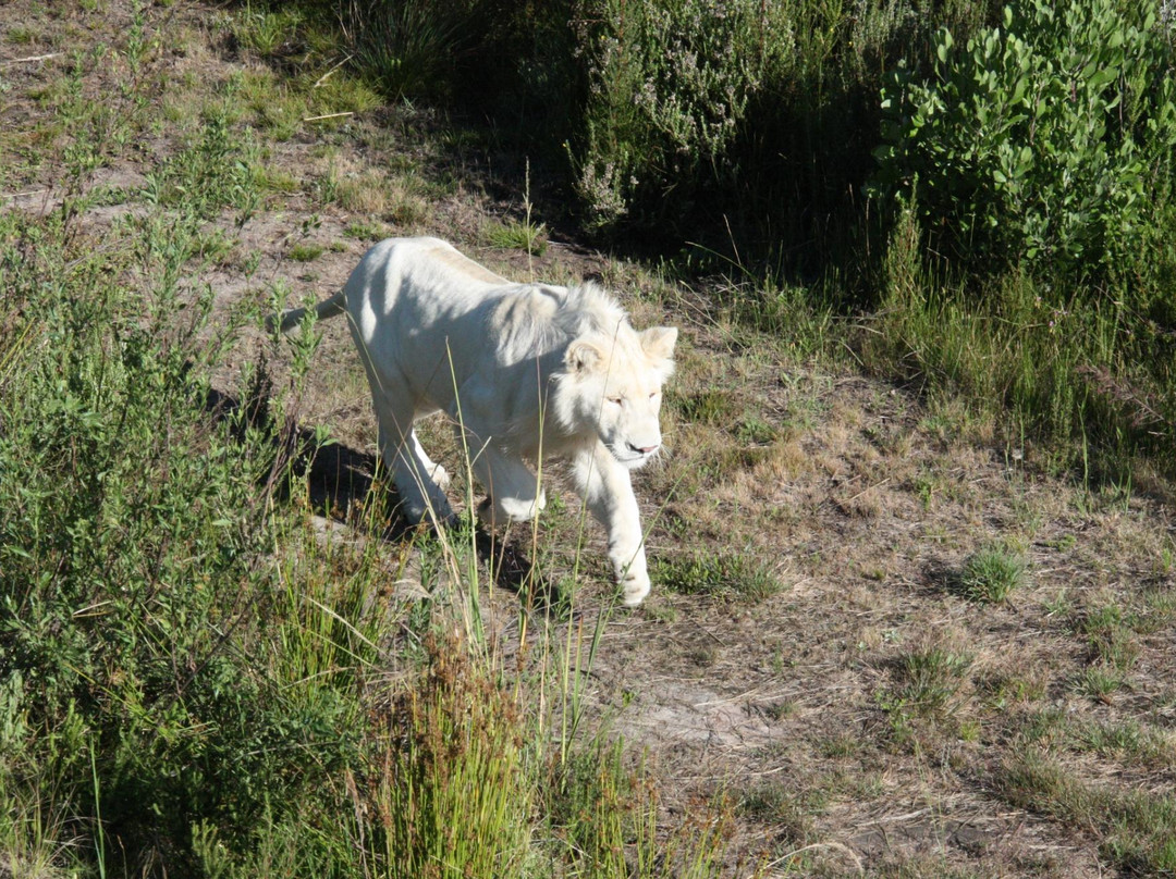 Charlo's Tours and Transfers-开普敦中心区必去景点