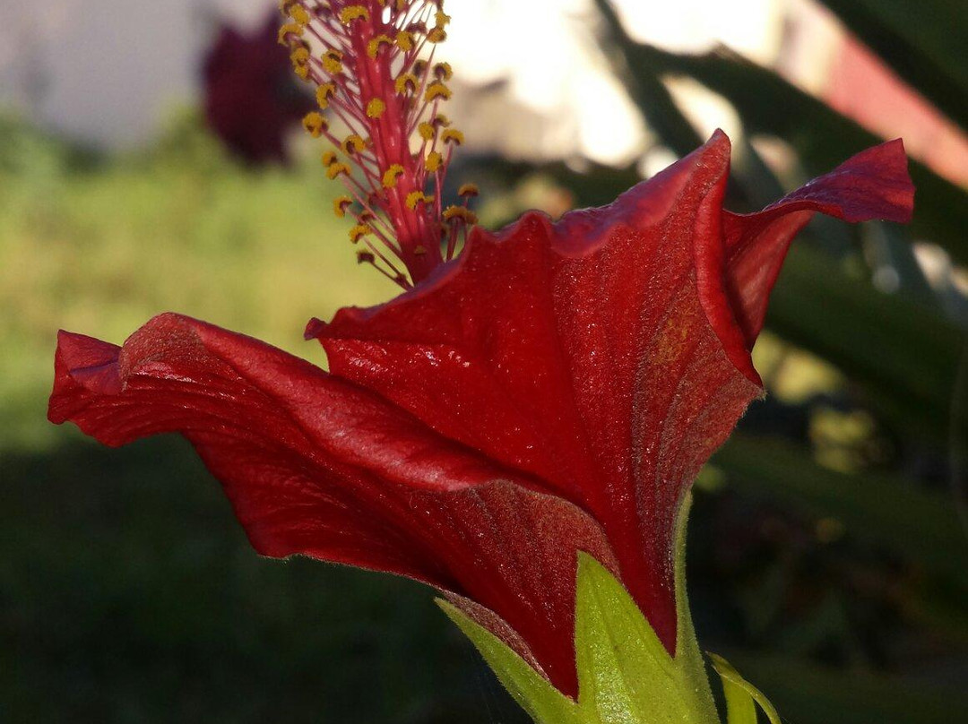 Biscoffee-Kenitra必去景点