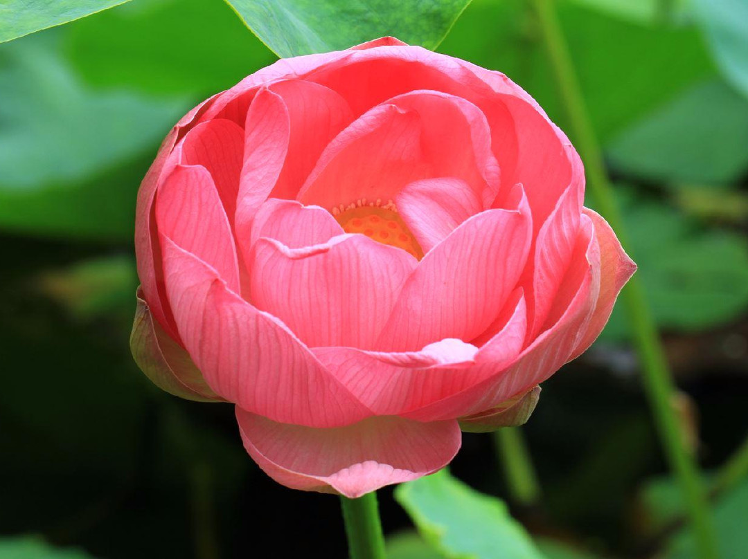 Lotus Lake-海参崴必去景点
