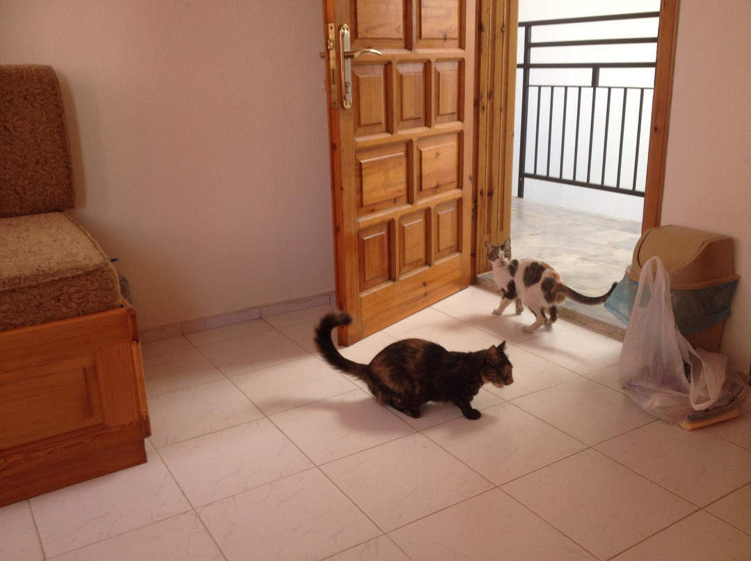 Orange Apartments主图