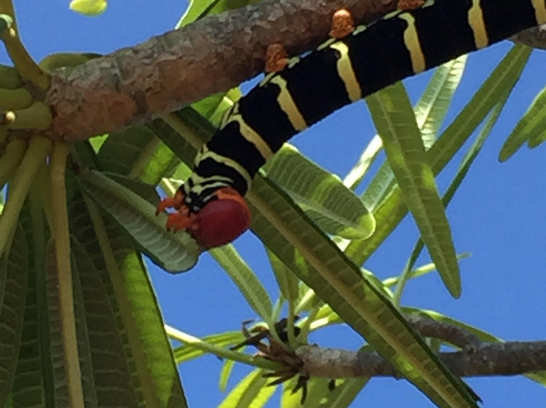 Virgin Islands Ecotours-圣 托马斯必去景点