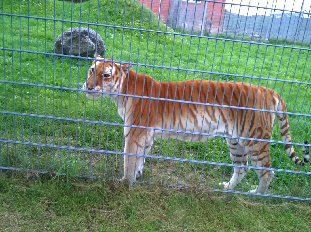 Erlebnis- und Tigerpark Dassow景点图片