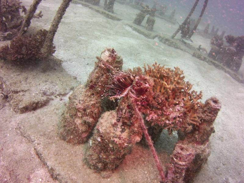Tropical Research and Conservation Centre-古达必去景点