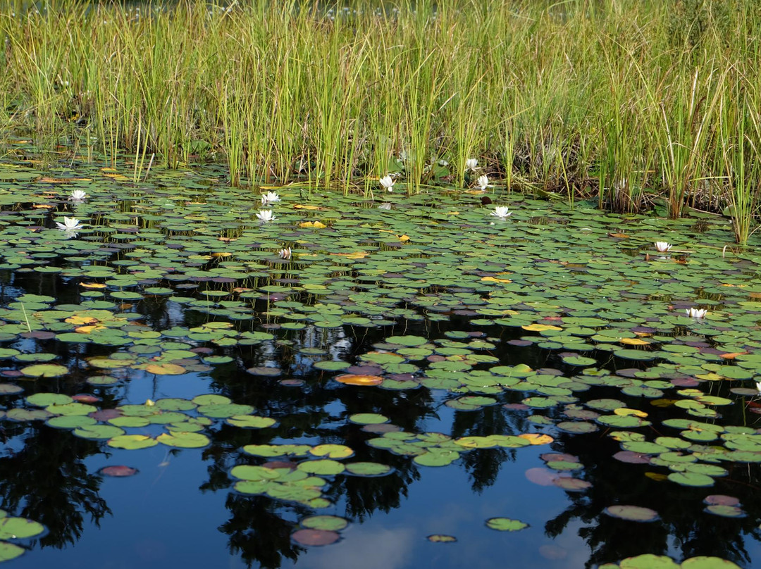 Lake Opeongo景点图片