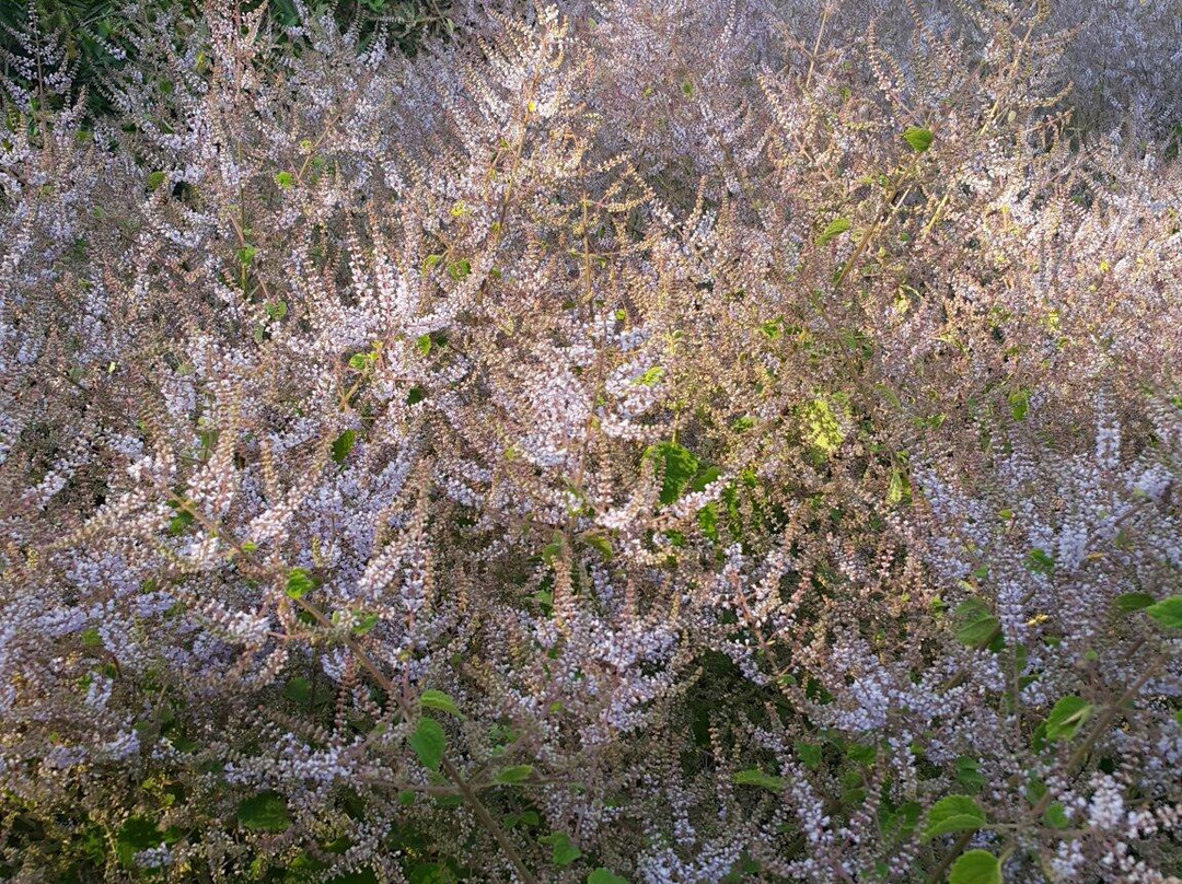Ewanrigg Botanical Gardens景点图片