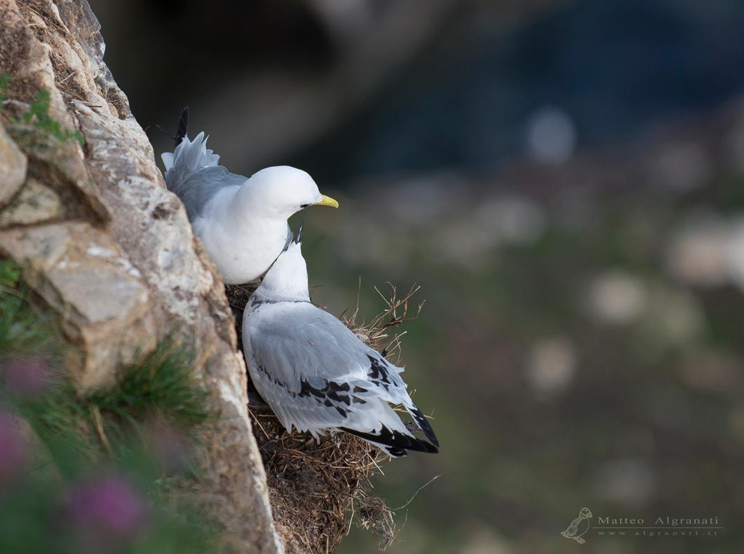 Varanger Penninsula景点图片