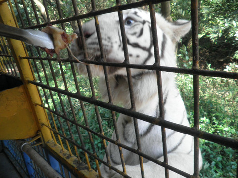 厦门海沧野生动物园-厦门市必去景点