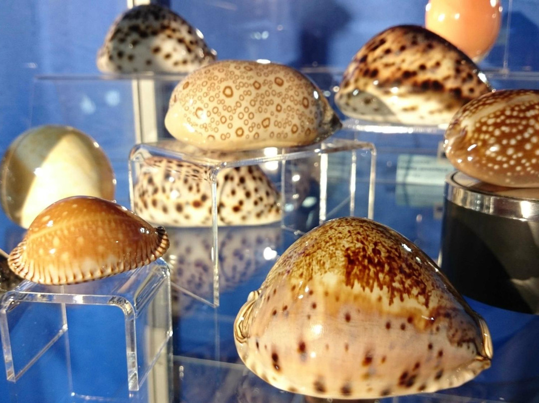 Magical World of Shells Museum景点图片