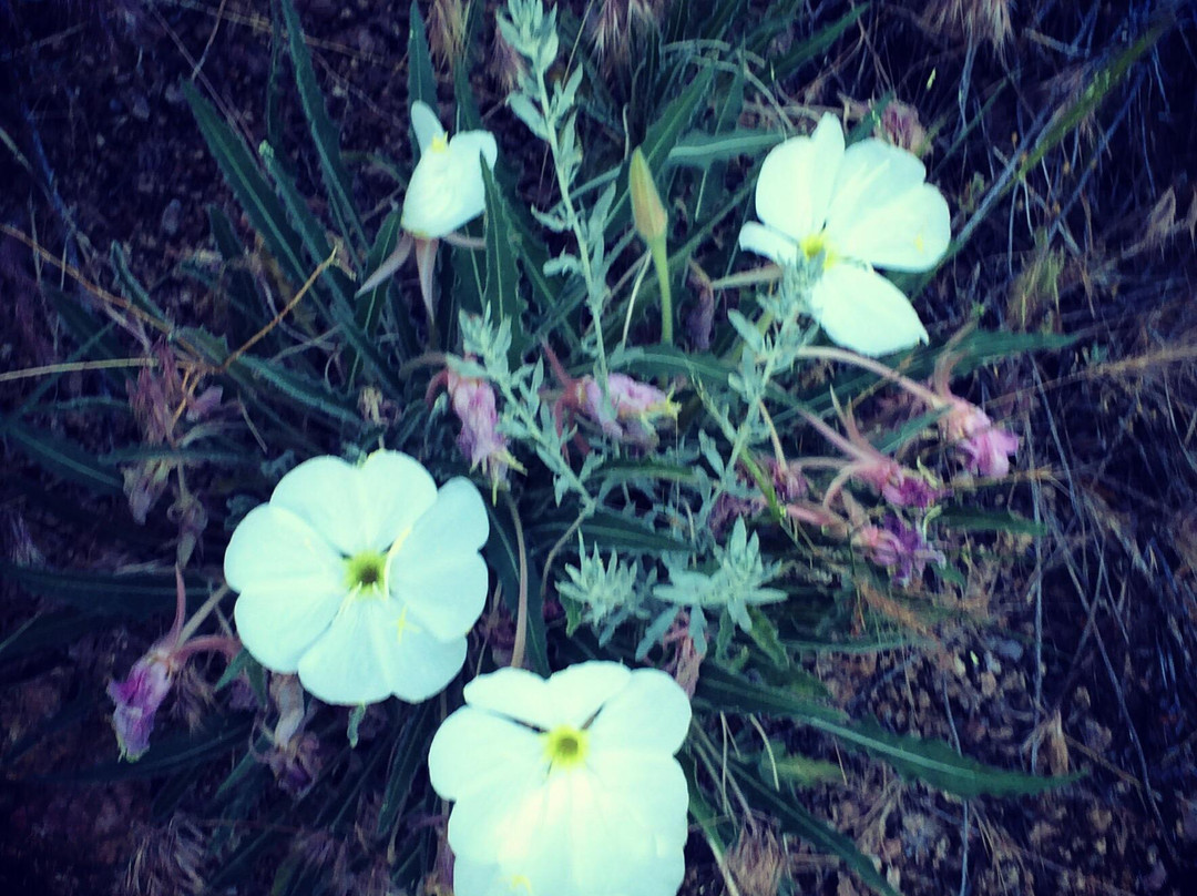 La Luz Trail-阿尔伯克基必去景点