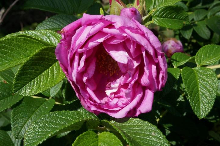 Thimble Islands-布兰福德必去景点