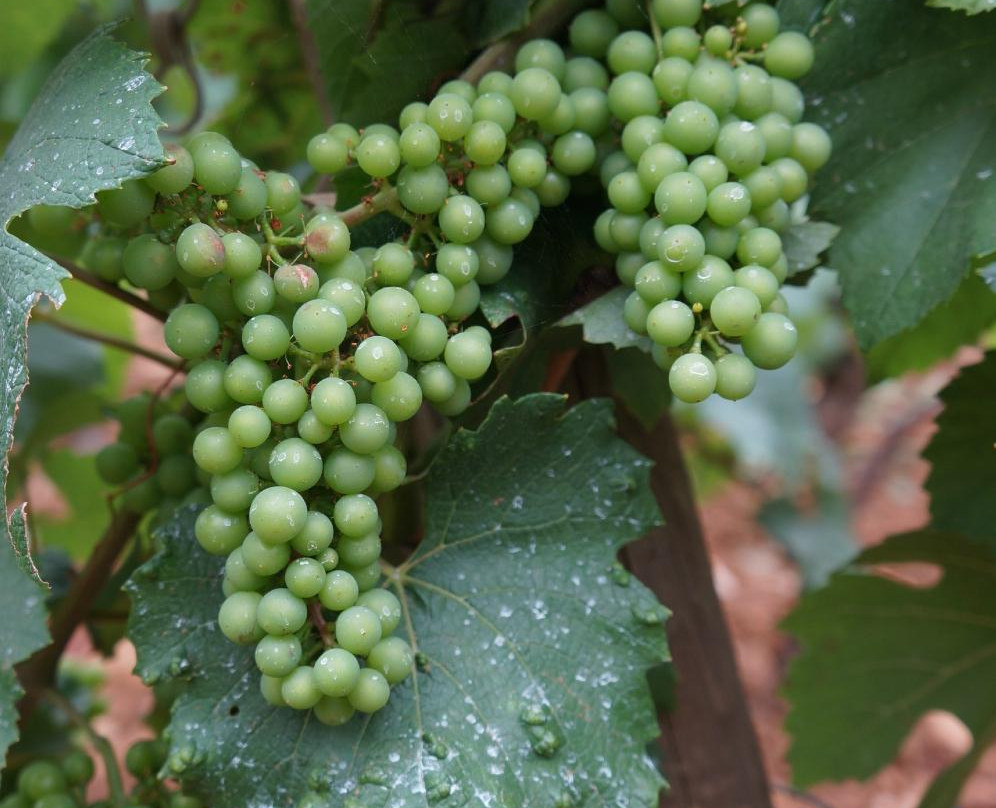 Burgundy Report Tours - Day Tours-博讷必去景点