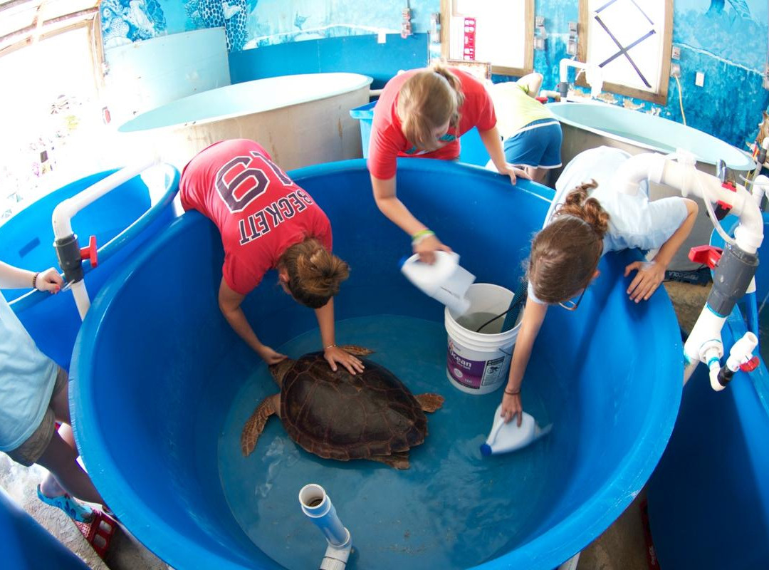 Sea Turtle Camp景点图片