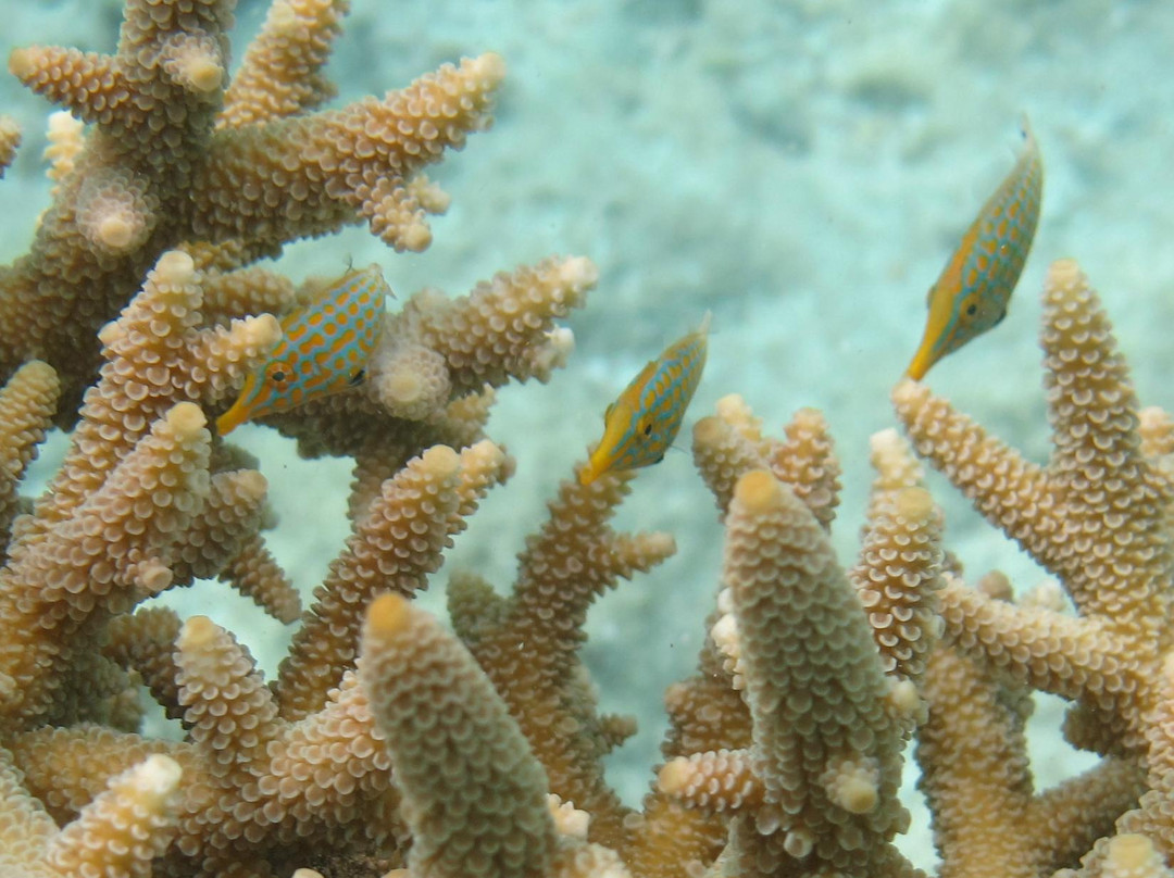 Sailing Fiji-马太必去景点
