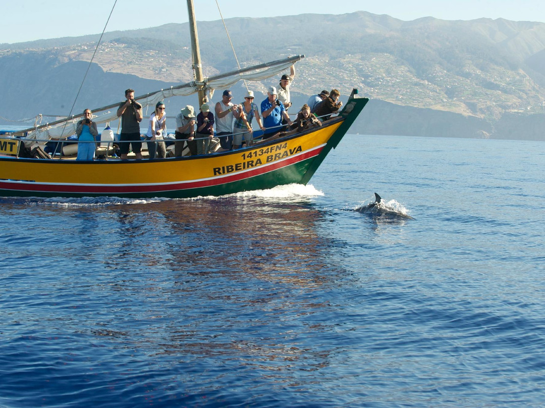 Lobosonda - Madeira Whale Watching-卡列塔必去景点