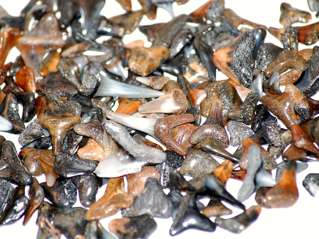 Englewood Beach-恩格尔伍德必去景点