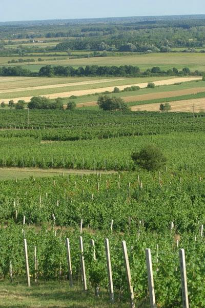 Malatinszky Kuria Organic Wine Estate-Siklos必去景点