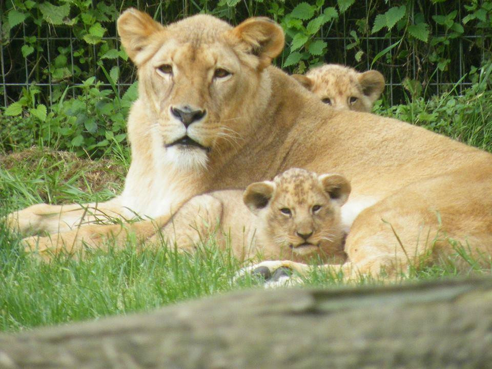 Natur'zoo de Mervent-Mervent必去景点
