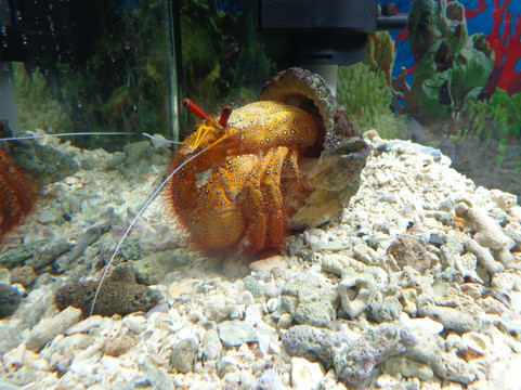 普吉水族馆-普吉岛必去景点