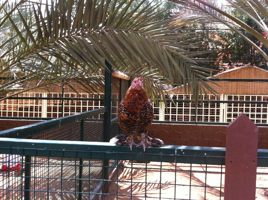 Emirates Park Zoo & Resort-阿布扎比必去景点