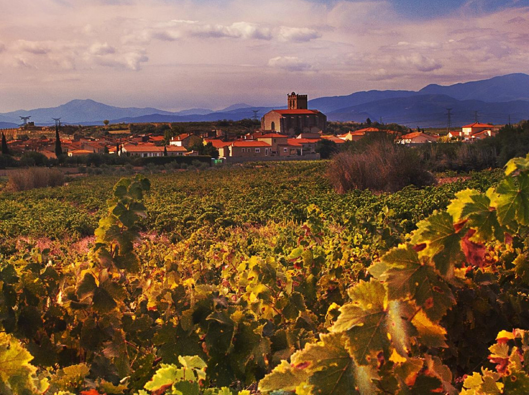 Vignobles Dom Brial景点图片