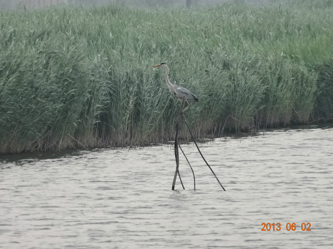 衡水湖-衡水市必去景点
