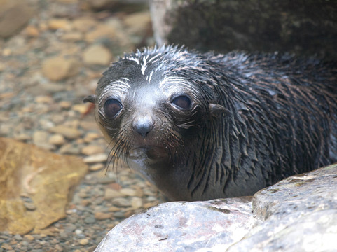奥豪溪畔漫步之旅-Kaikoura必去景点