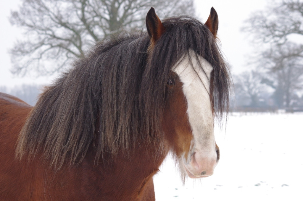 Cotebrook Shire Horse Centre-Cotebrook必去景点