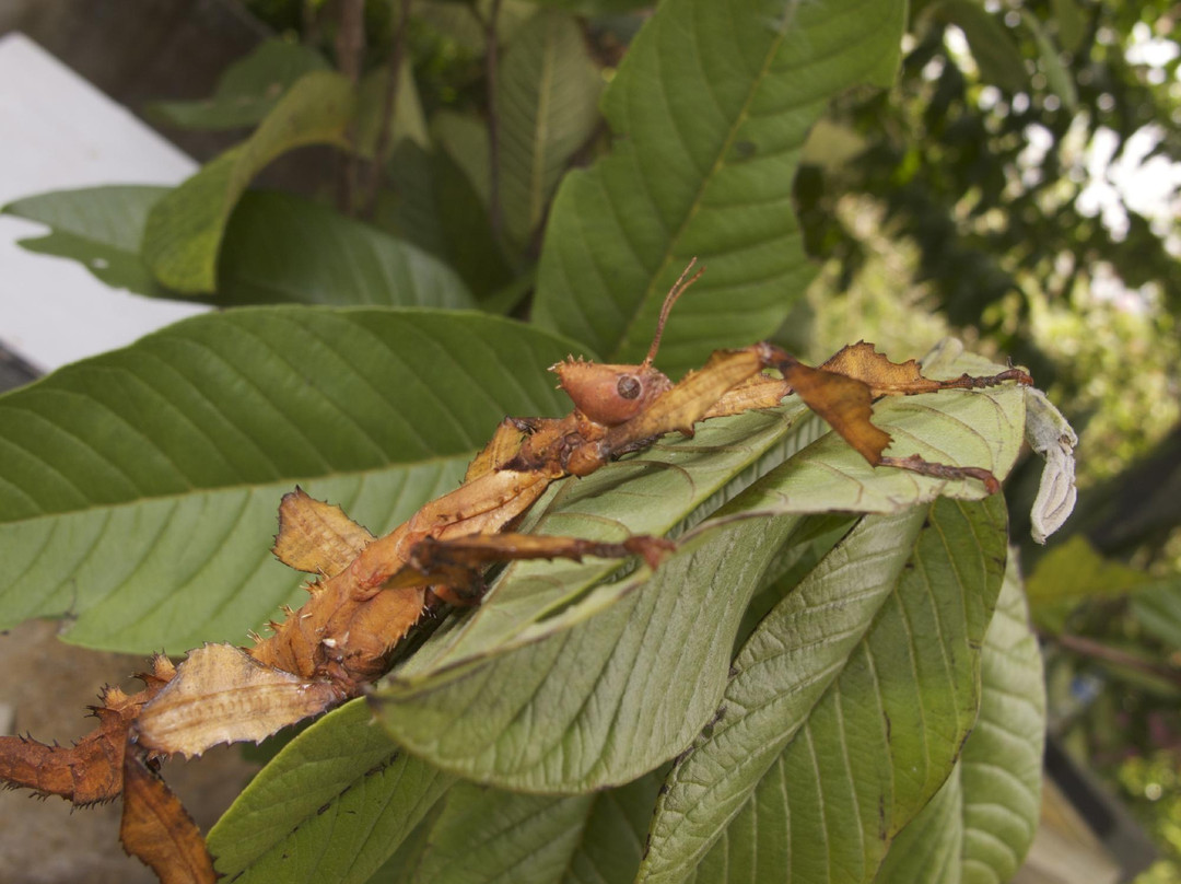 巴厘蝴蝶公园Taman Kupu Kupu-达巴南必去景点