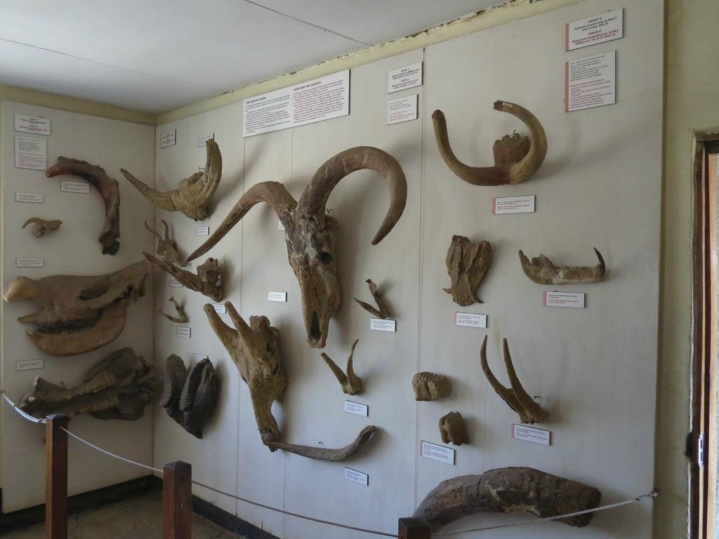 Olduvai Gorge Museum景点图片
