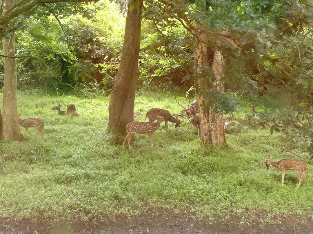 Anamalai Wild Life Sanctuary-Pollachi Town必去景点