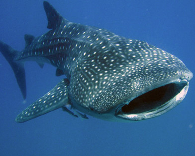 Cabo Adventures-卡波圣卢卡斯必去景点
