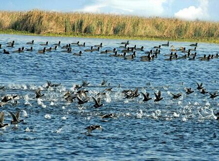 Harike Wetland and Bird Sanctuary景点图片