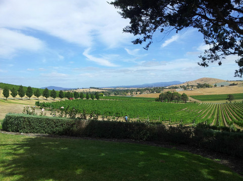 Chillout Travel Winery Tours-墨尔本必去景点