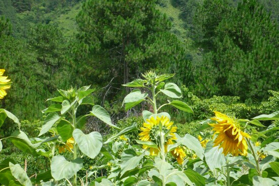 察隅县旅游攻略图片