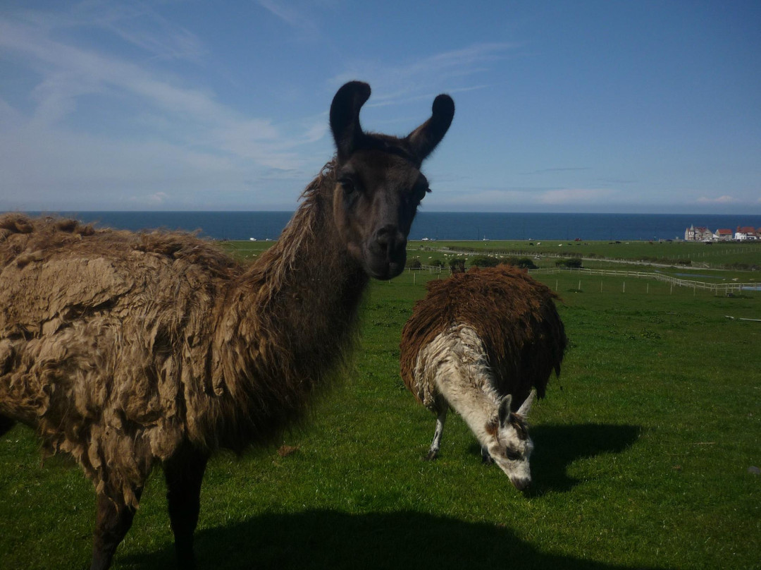 Bodafon Farm Park-兰迪德诺必去景点