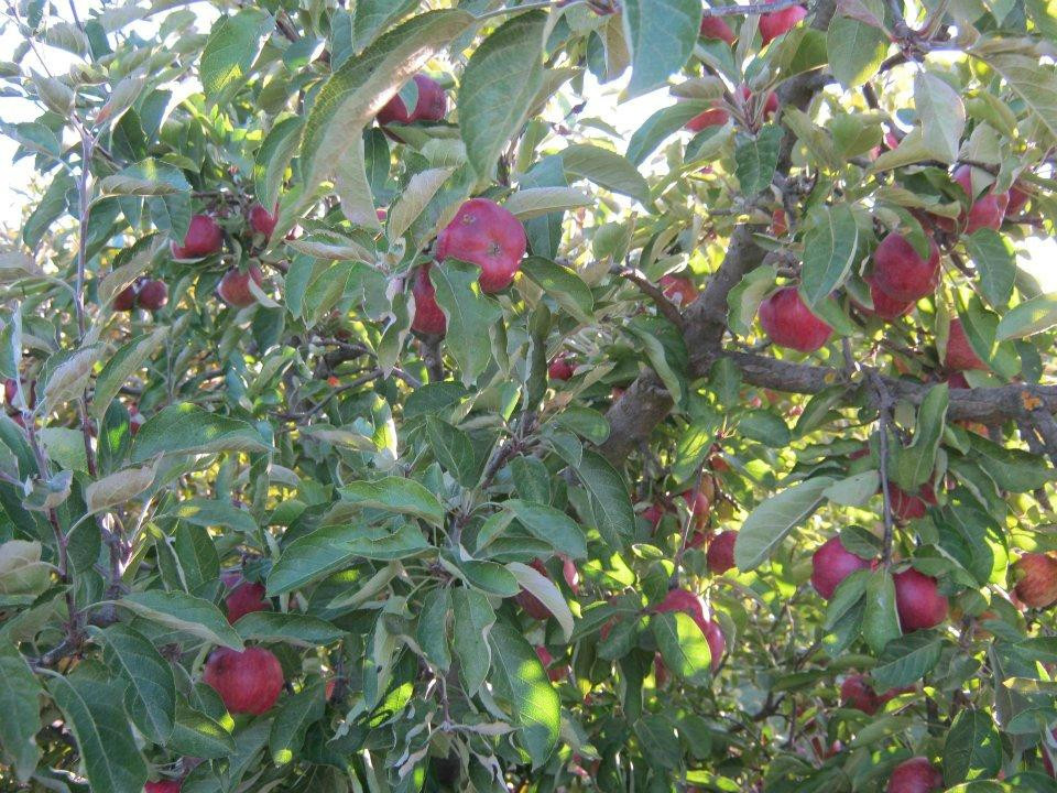 Sorell Fruit Farm-索雷尔必去景点