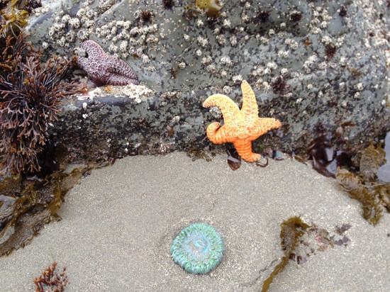 Enderts Beach-红木国家公园必去景点