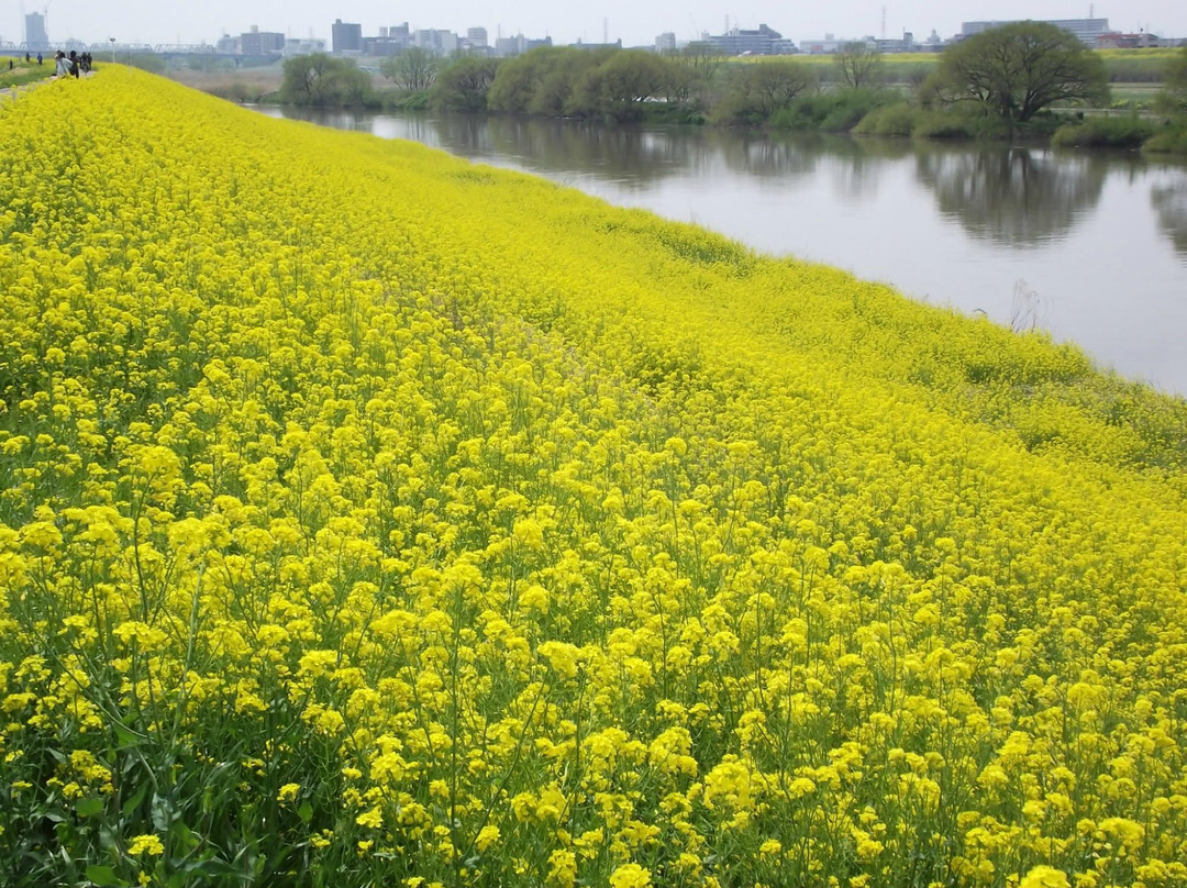 Issa Soju Memorial Hall-流山市必去景点