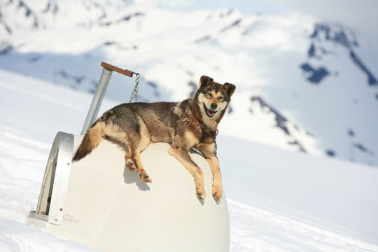Seavey's IdidaRide Sled Dog Tours-苏厄德必去景点