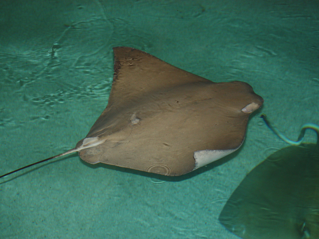 巴尔的摩国家水族馆-巴尔的摩必去景点