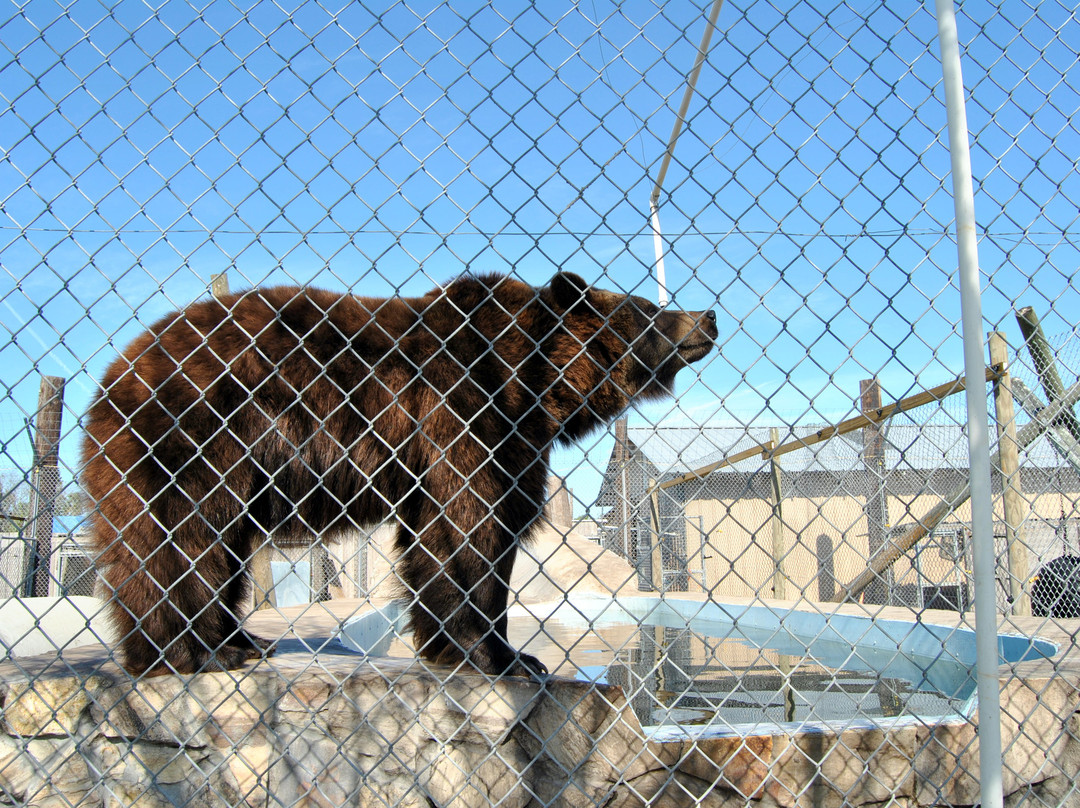 Big Cat Habitat-萨拉索塔必去景点