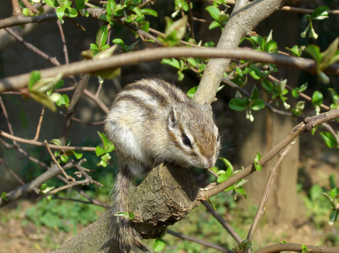 Shimin no Mori-埼玉市必去景点
