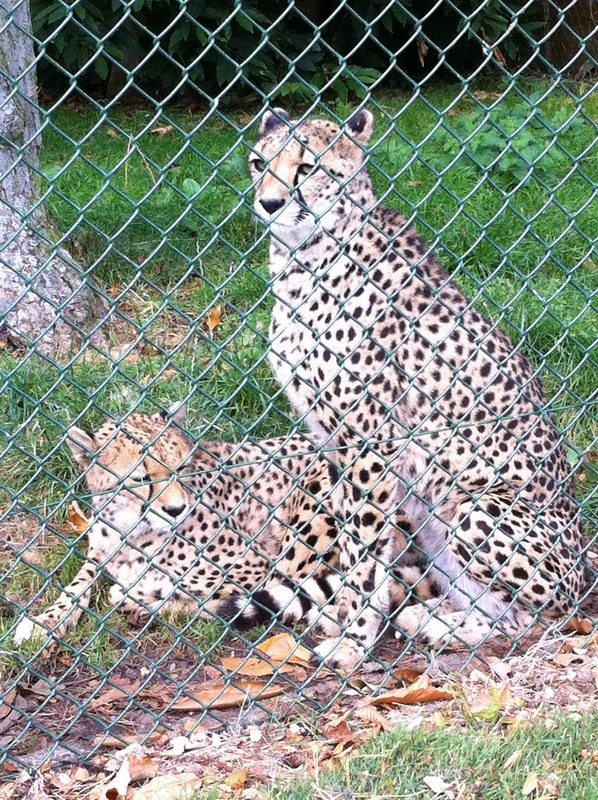 Fota Wildlife Park-Carrigtwohill必去景点