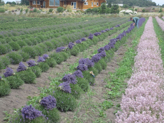 Lavender Wind Farm景点图片