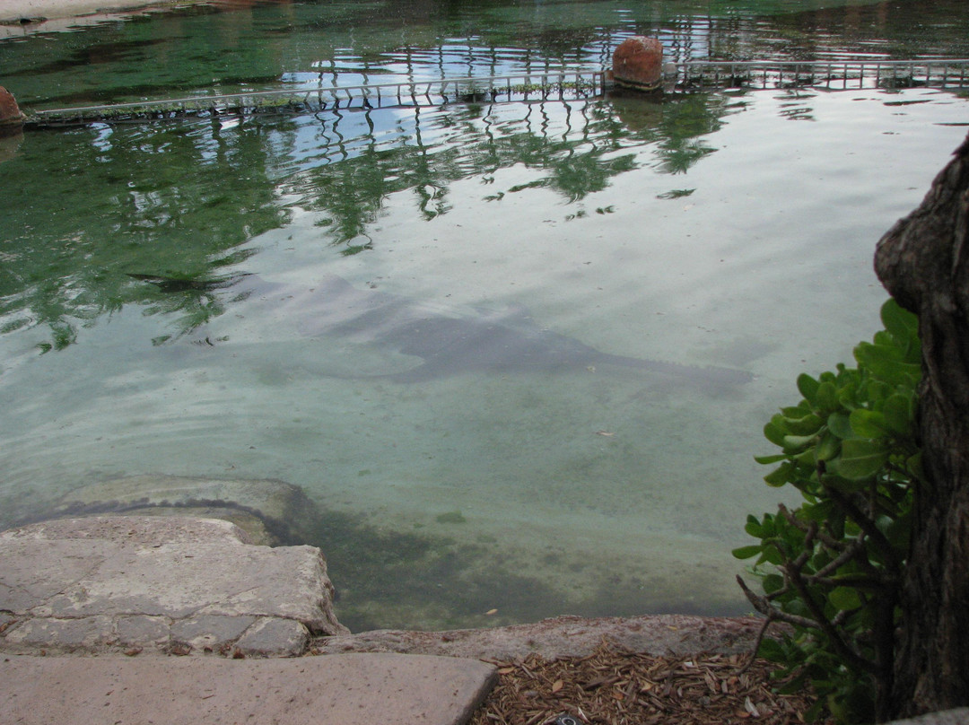 Marine Habitat at Atlantis景点图片