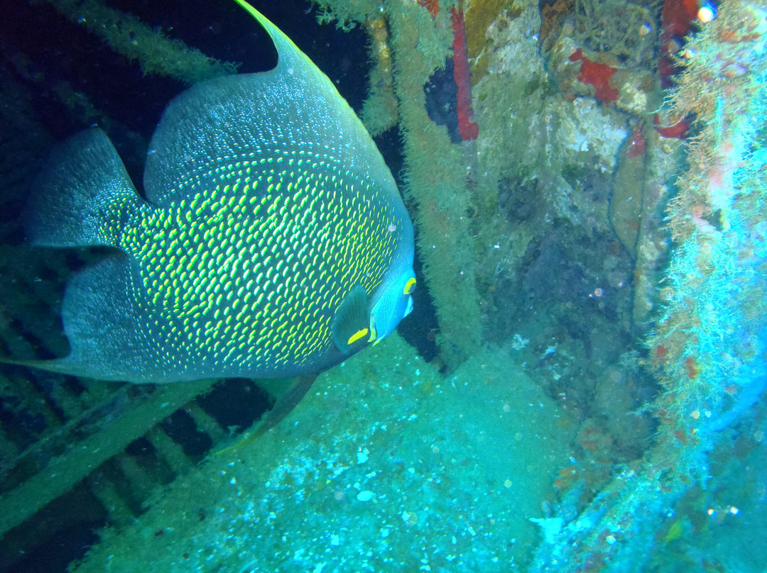 Lumbadive Padi 5 Stars-Carriacou Island必去景点