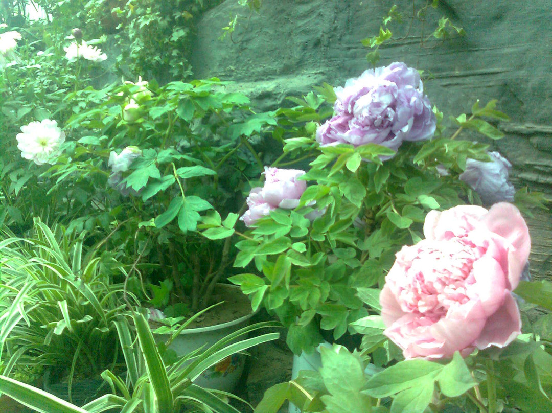 菏泽曹州牡丹园-曹县必去景点