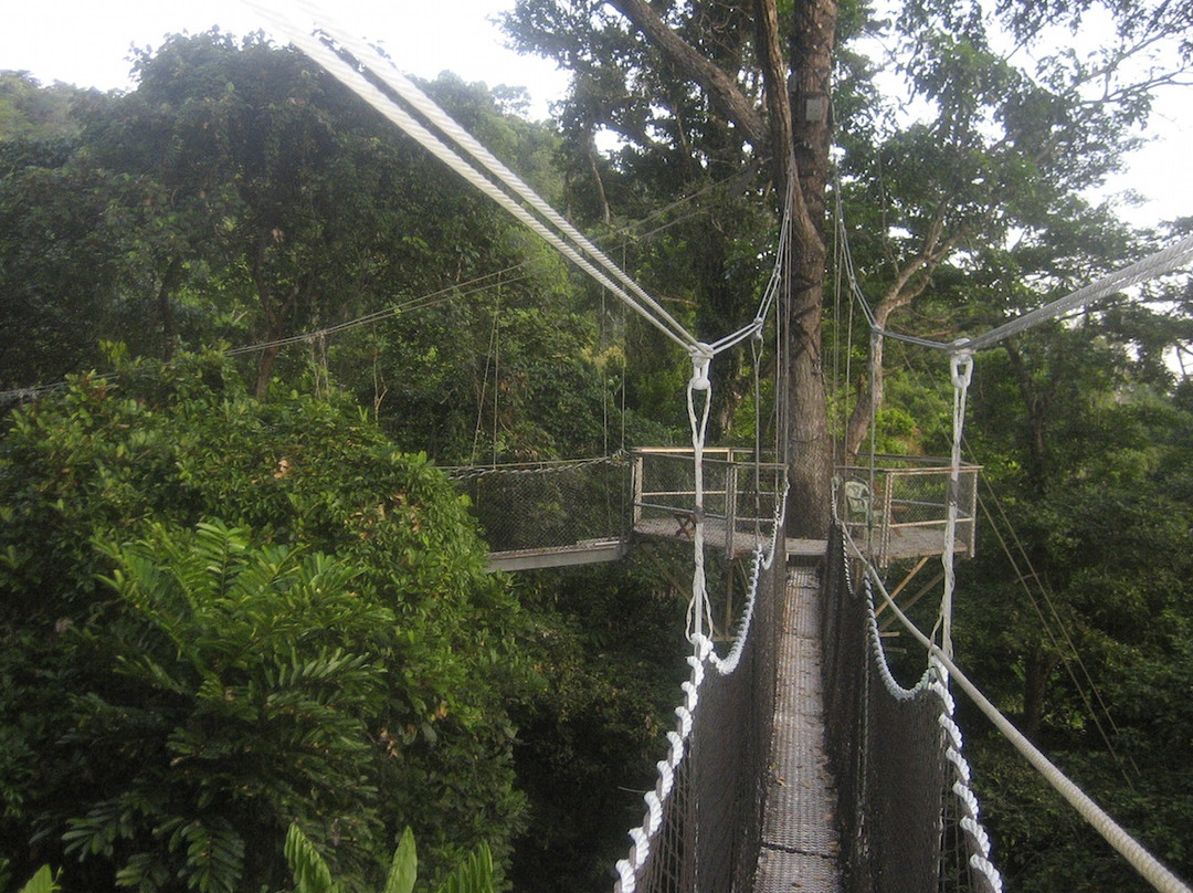 Iwokrama Canopy Walkway景点图片